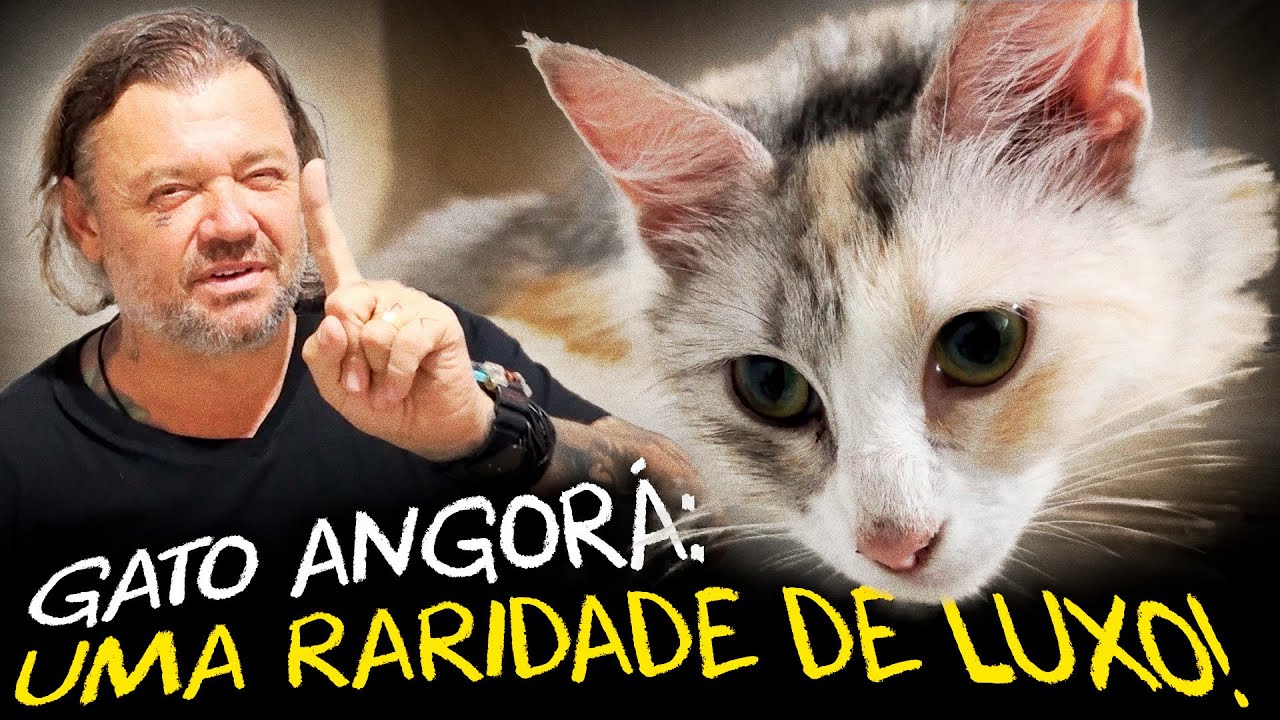 GATO ANGORÁ: BELEZA E ELEGÂNCIA DE UMA RAÇA RARA!