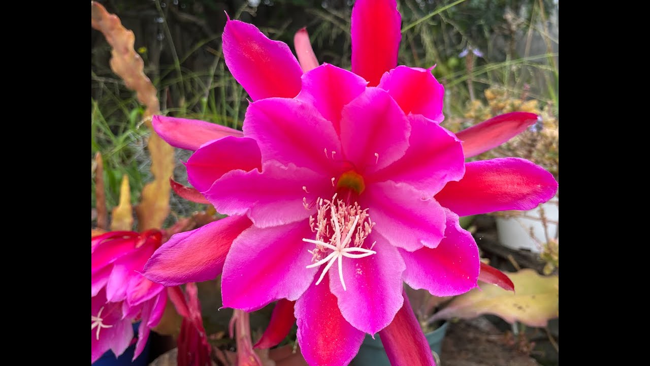 Orchid Cactus! Botanically known as Epiphyllum - Episode 49