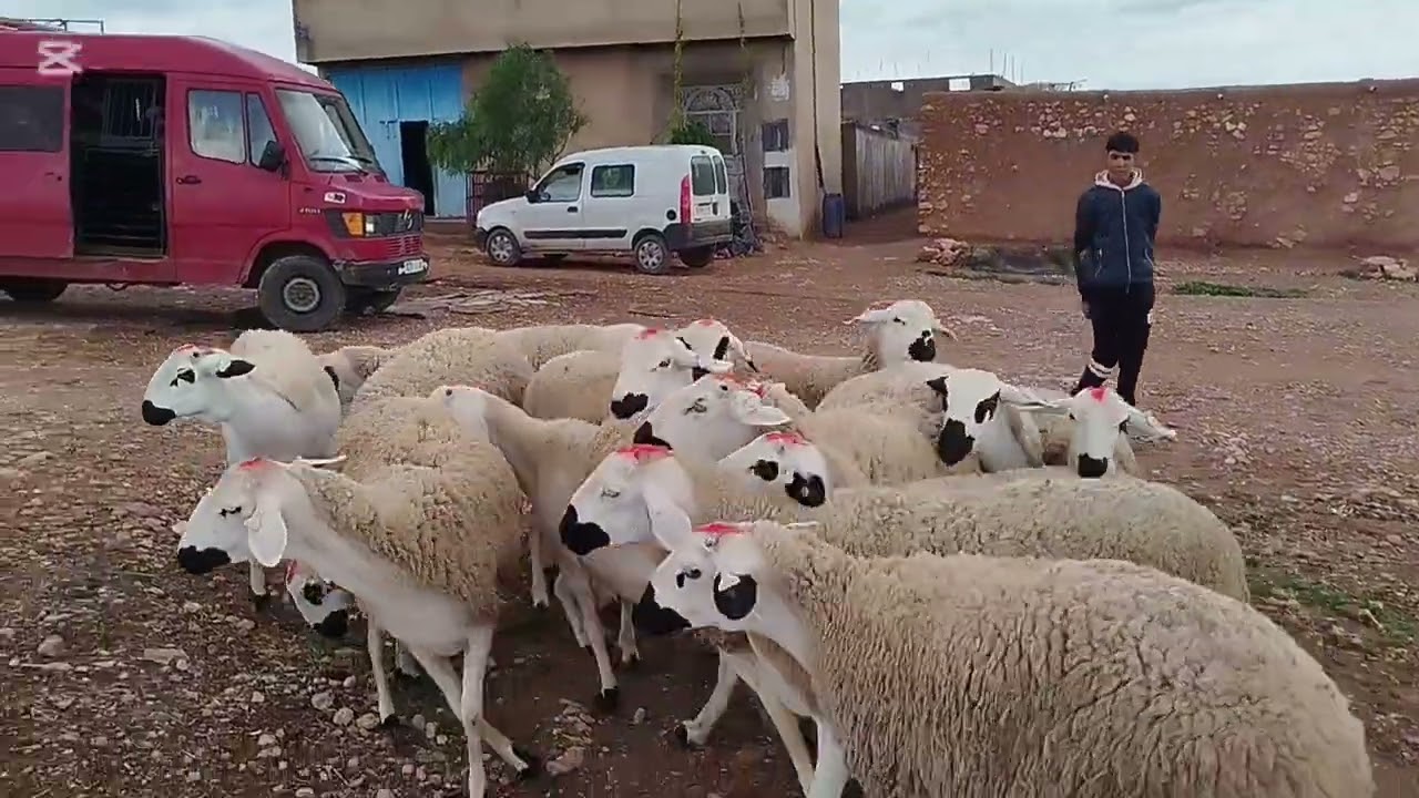 الله يبارك 20 حولية مرشومة أنوك معروضة للبيع 6/3/2025