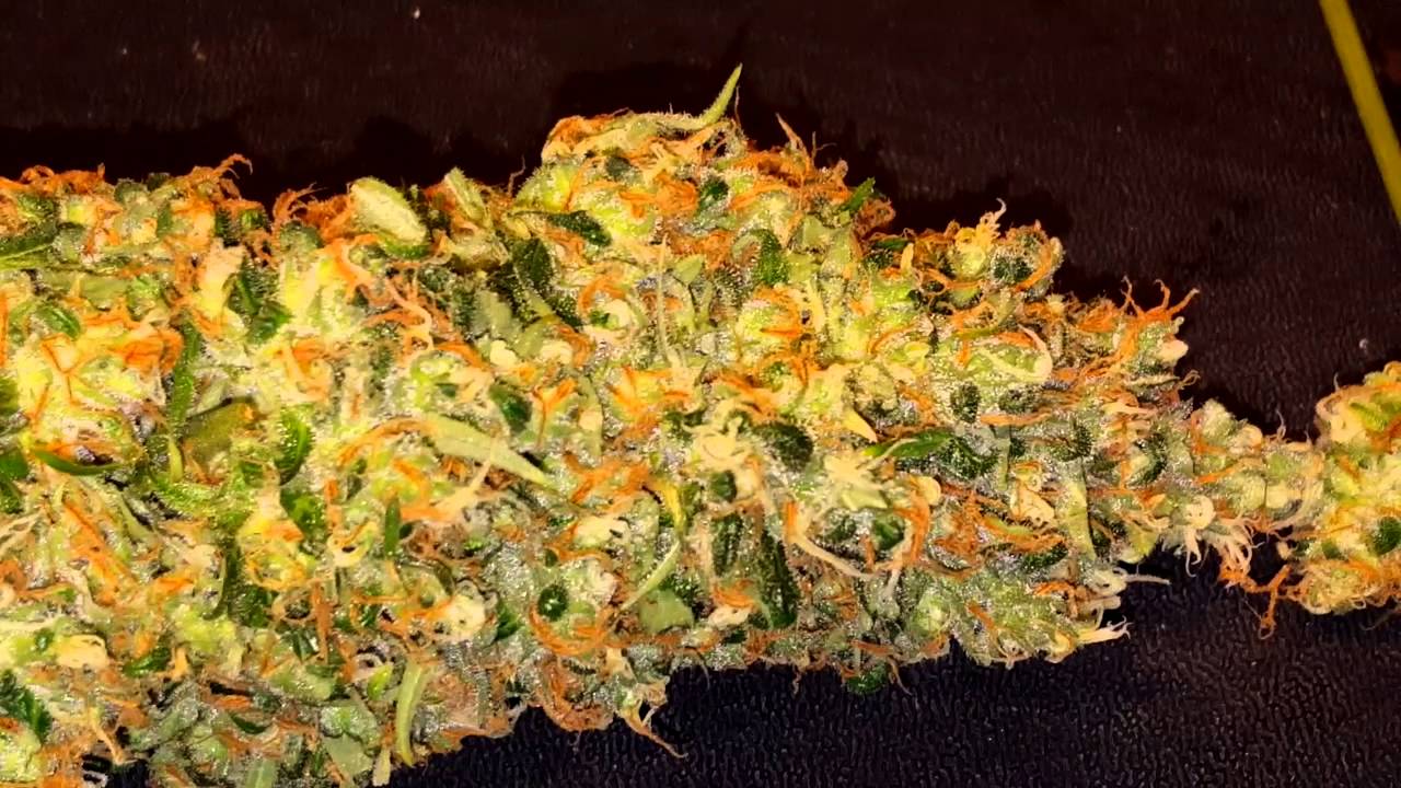 Thc Bomb day 60 harvest day
