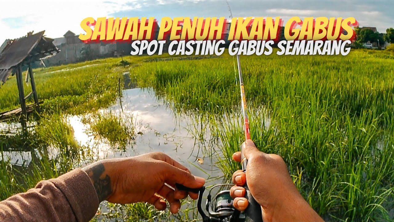 SIAPA SANGKA‼️ADA SPOT MANCING CASTING GABUS SEBAGUS INI DI SEMARANG 
