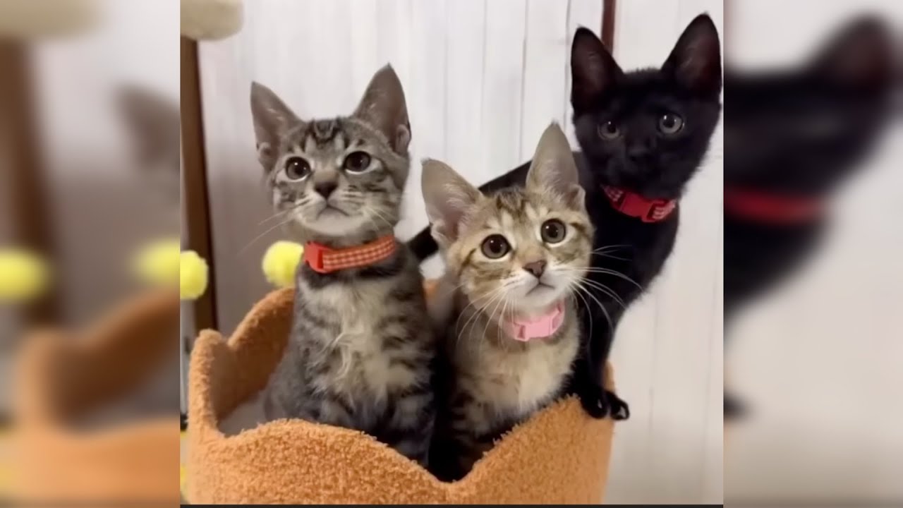 Funny Animals Cats&Dogs Part 13 🐈🐩#cat #dog #funny #video #kitten #puppy #animals