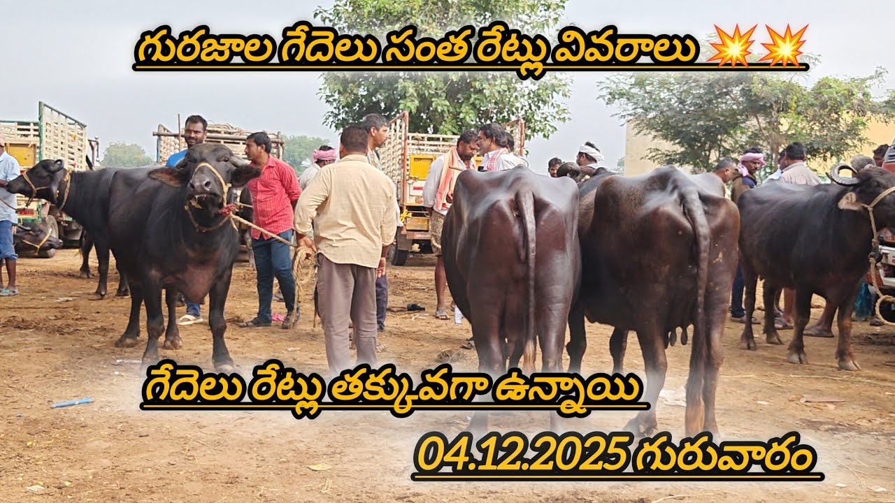04.12.2025 గురువారం గురజాల  Part. 1 గేదెలు సంత రేట్లు వివరాలు💥💥💥