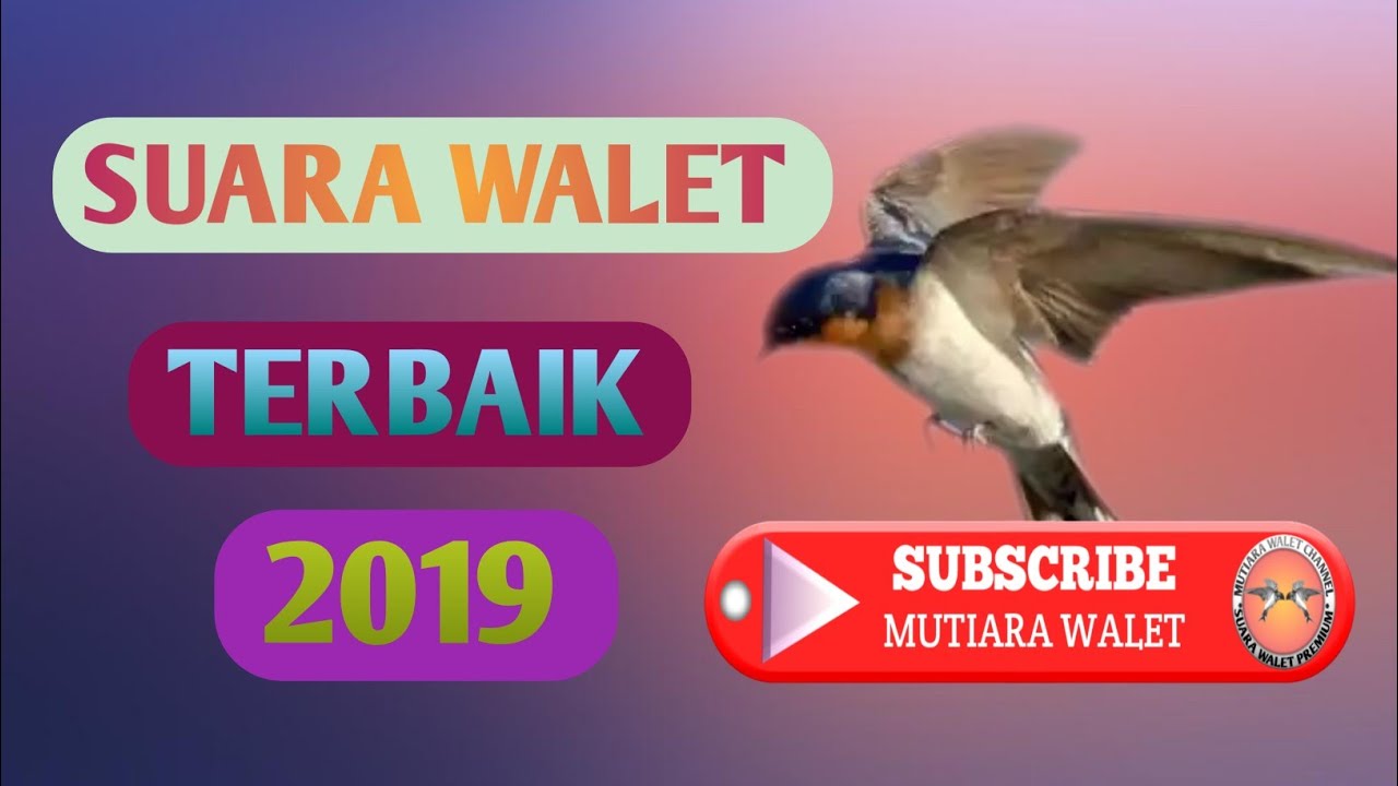 Suara walet terbaik 2019