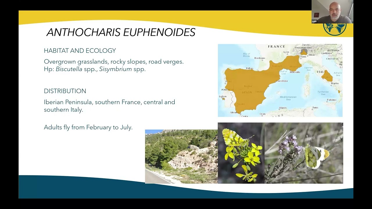Part 1/2 -Pieridae 1EPICMasterclass - Advanced Level 3 // Eastern continental and Balkan butterflies