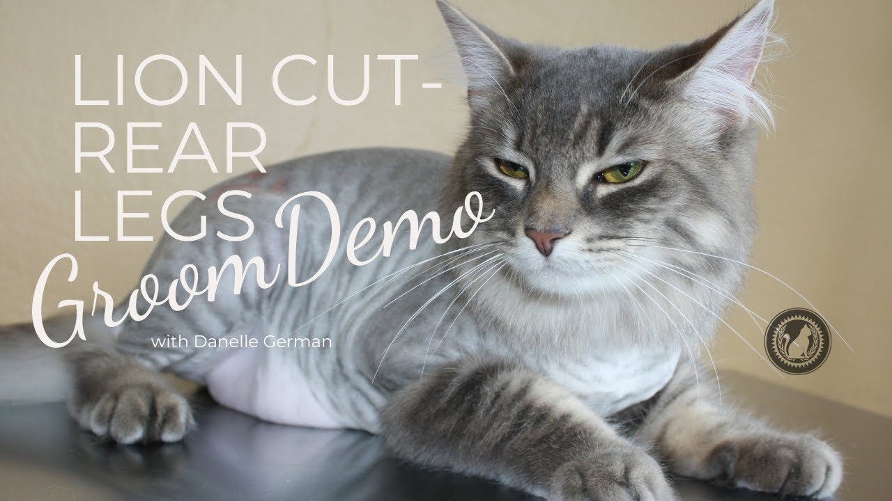 Cat Grooming Lion Cut - Techniques for Mastering Rear Legs
