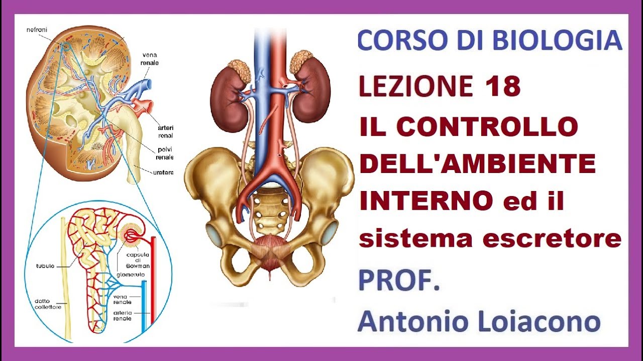 CORSO DI BIOLOGIA - Lezione 18 - L'apparato escretore