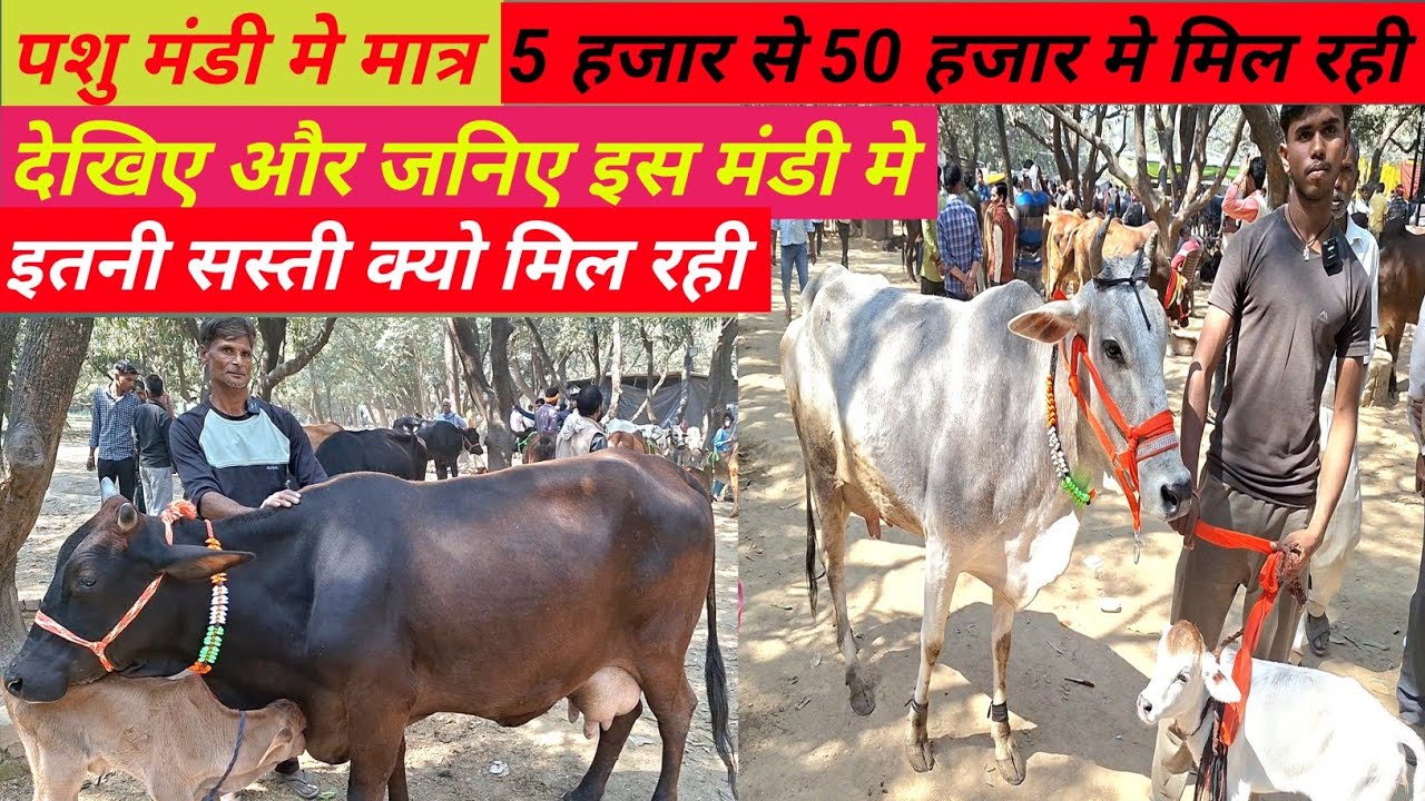 बाज नगर पशु बाजार मे लखनऊ यूपी से सीधे किसानो कि गाय || baz nagar pashu mandi || lucknow pashu bajar