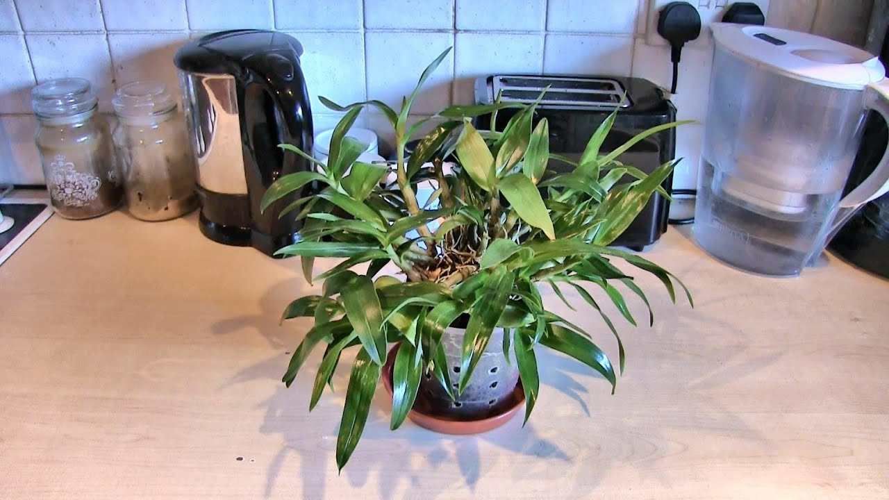 Quick Video for Lynn - My Dendrobium Hibiki