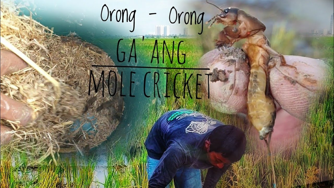 Mencari Umpan Mole Cricket, Orong-Orong, Ga'ang
