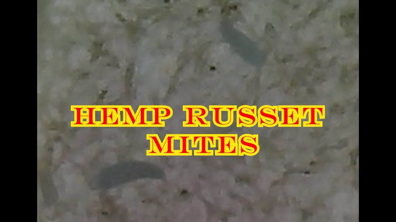 Identifying Hemp Russet Mites