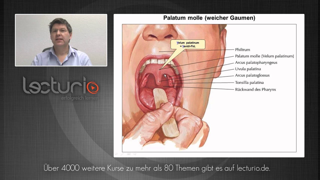 Gaumen, Tuba auditiva, Pharynx, Nase/Nebenhöhlen | Dr. med. Steffen-Boris Wirth bei Lecturio