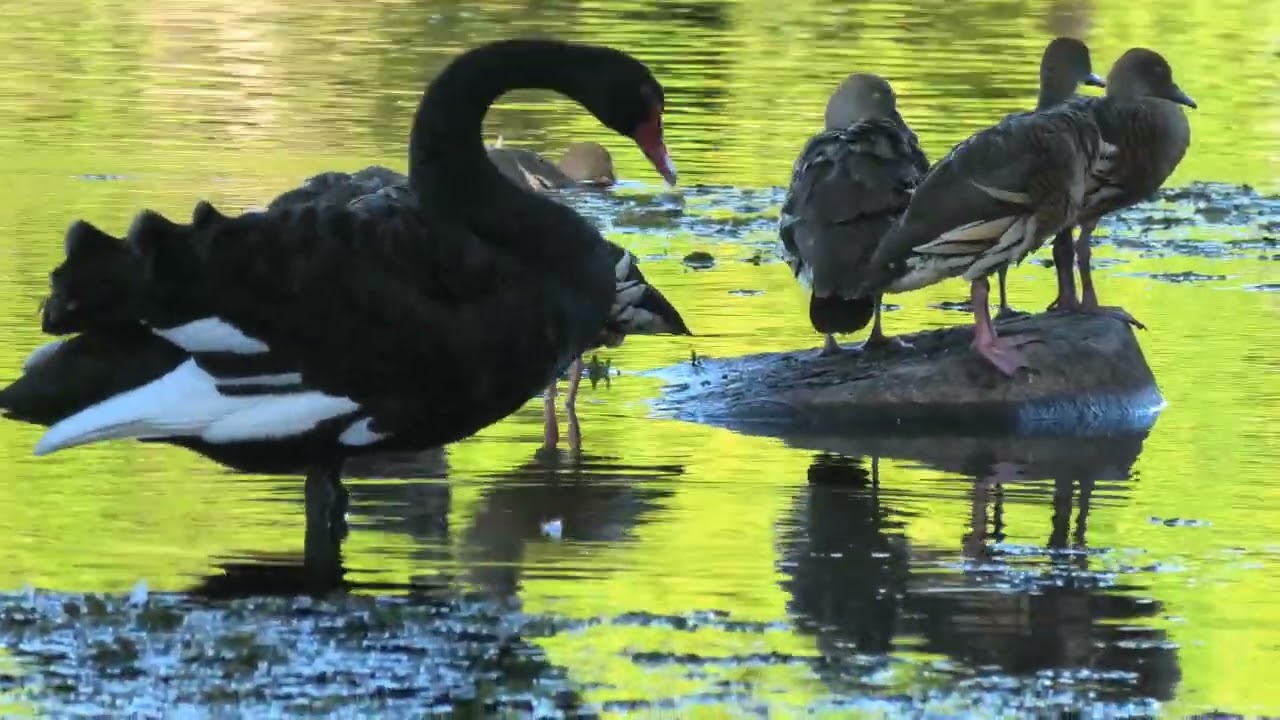 Black Swan, Plumed Whistling-Duck & Dusky Moorhen