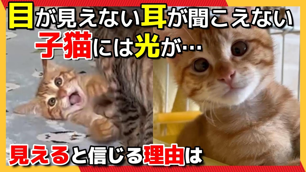 【神戸保護猫】目が見えない耳が聞こえない子猫。百福は光を見ることができるのか？