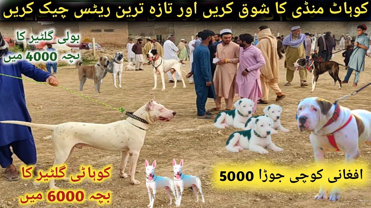 Biggest Pakistan Dogs Market 👌Bhot hi kam Rates | Kohat Dog Market | Pk Animals Vlogs