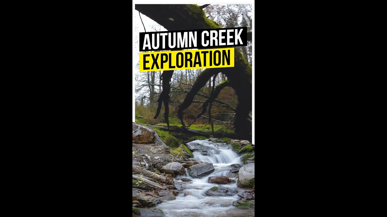 Exploring Autumn Creek In Lithuania Forest With #djiavata