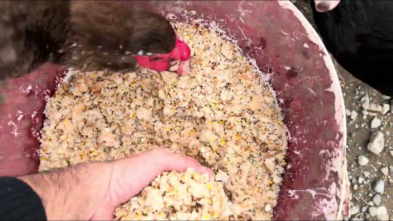TOYUQLARIN YUMURTASINI ARTIRACAQ YEM QARIŞIMI 🐓 Bizim Ferma’da 1’ci gün 😉