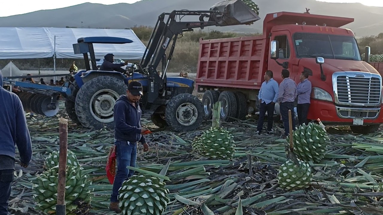 Así se trabaja en el campo cultivo de maguey.