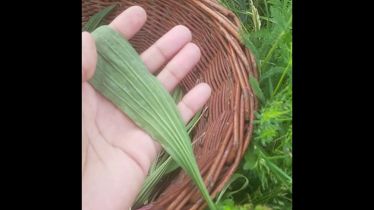 Le macérat Huileux de Plantain