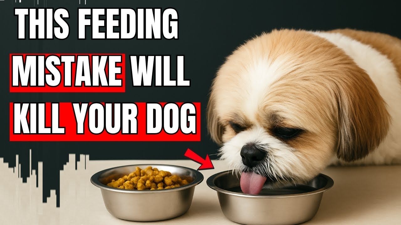 The Deadly Feeding Mistake 98% of Dog Owners Make Every Day ( Vet Warned Every Dog Owner)