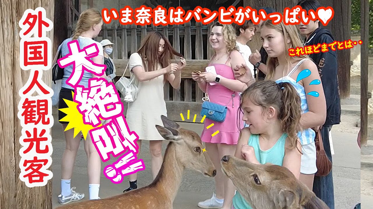 【リアルな海外の反応】初めてのニッポンがエグすぎた～!!ベビーラッシュに沸く奈良公園！外国人観光客 大絶叫!!