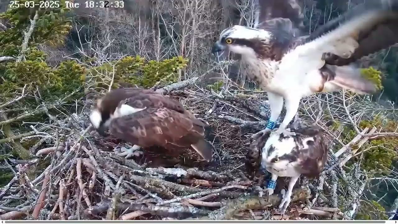 Welcome home CJ7! Resident female Osprey returns to Poole Harbour but rival 1H1 is there 25 Mar 2025