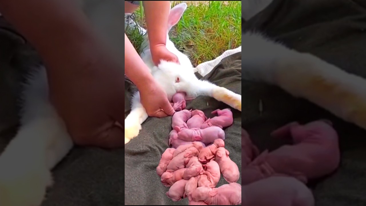 Little Rabbit Growth - Baby Animals 1 To 21 Days
