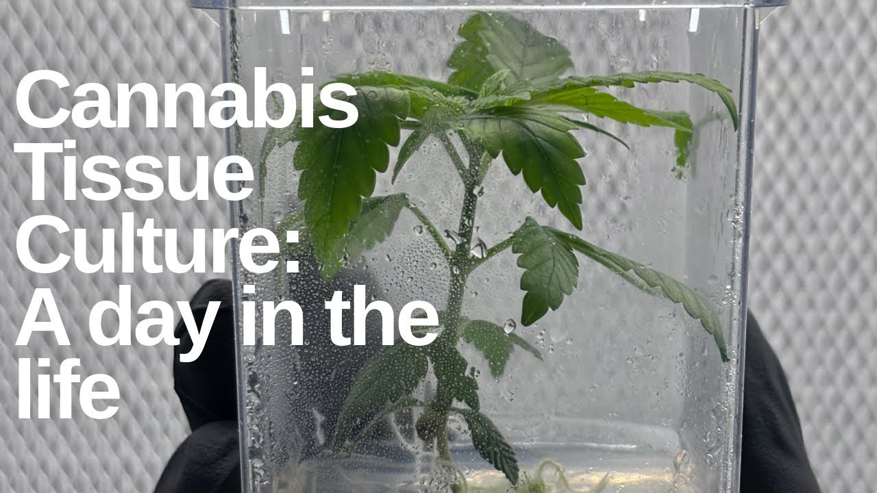 Cannabis Tissue Culture: A Day in the Life | TC Demon 