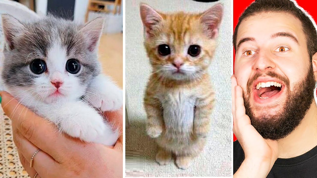 Animales Graciosos Encontrados En Internet ( GATOS )