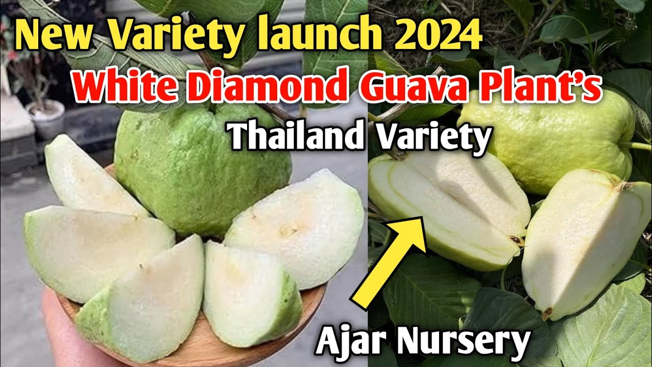 White Diamond Guava New Variety launch 2024 || Indian Successful Commercial Farming Ajar Nursery
