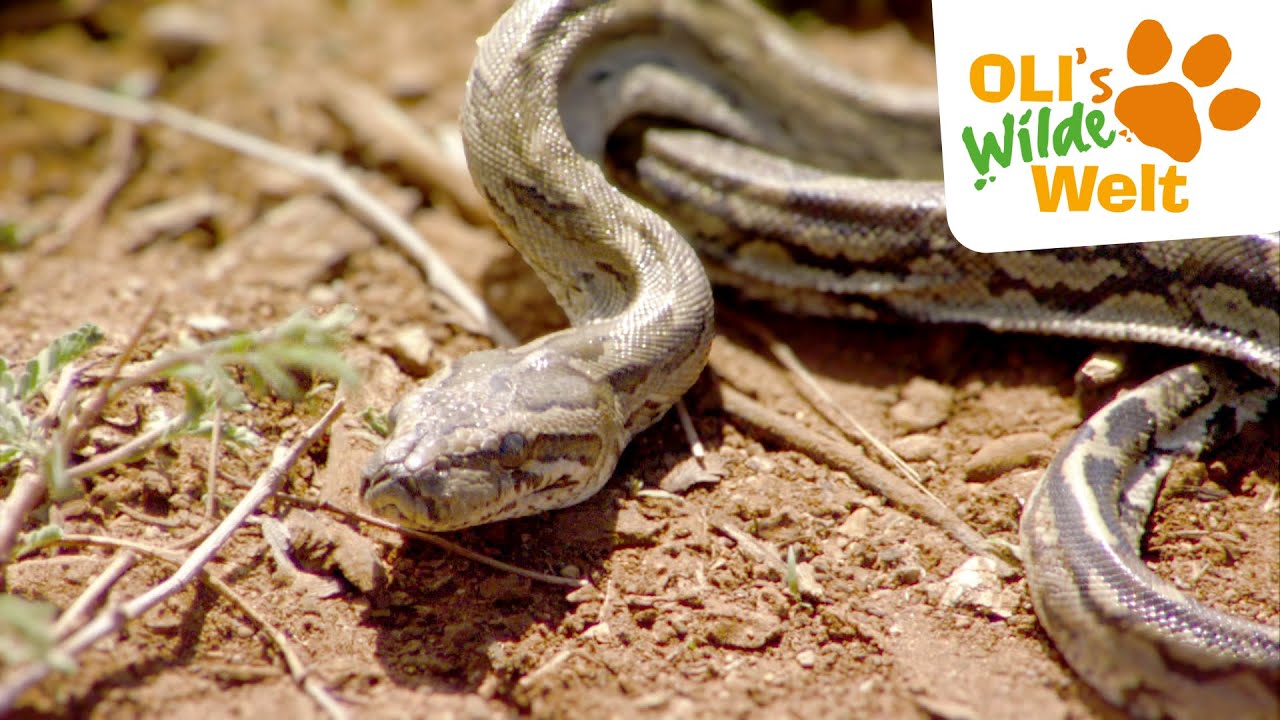 Python - Freund oder Feind | OLI's Wilde Welt