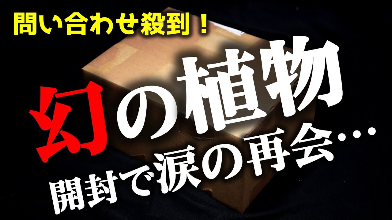 【誰もが息をのんだ】”最も注目された”超極美観葉植物がこちらです♪【ジュエルオーキッド】