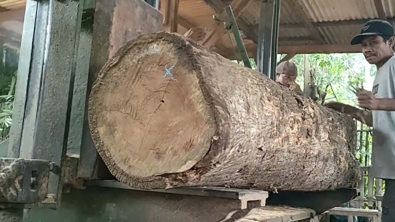Sawing large old teak wood at the sawmill to make planks and beams for furniture materials 