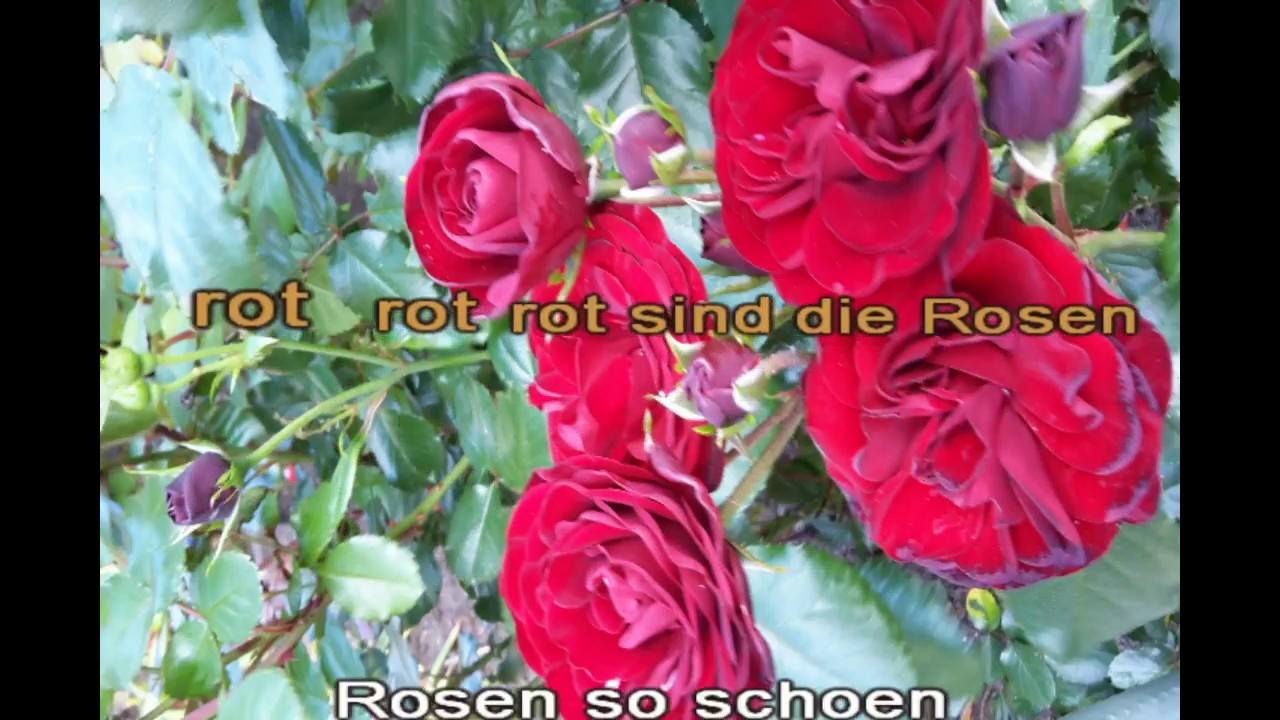 Rot sind die Rosen - Semino Rossi - Karaoke