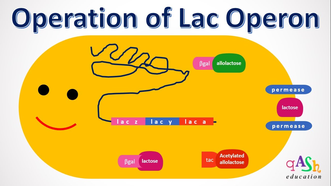Operation of a Lac operon/ Working of  lac operon/ Genetics / Lactose metabolism/ E. coli