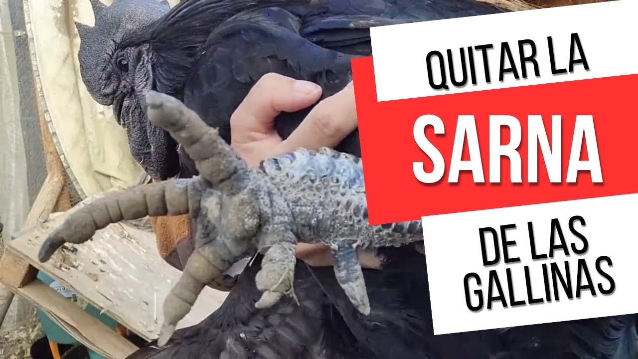 Cómo eliminar la sarna de las patas de tus gallinas de forma natural 🐔🌿