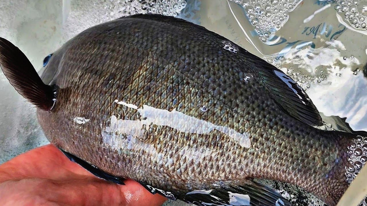 striped beakperch - rock bream fishing and sashimi - knife skills