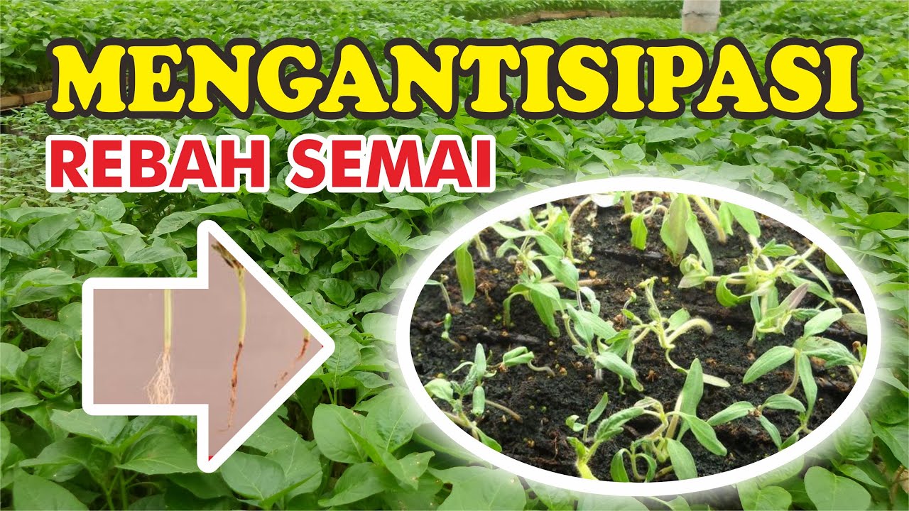 CARA MENGATASI REBAH SEMAI PADA CABE | CARA MENANAM CABE