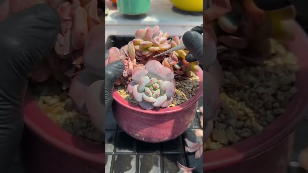 Living With Succulents: What Daily Home Life Does to Them