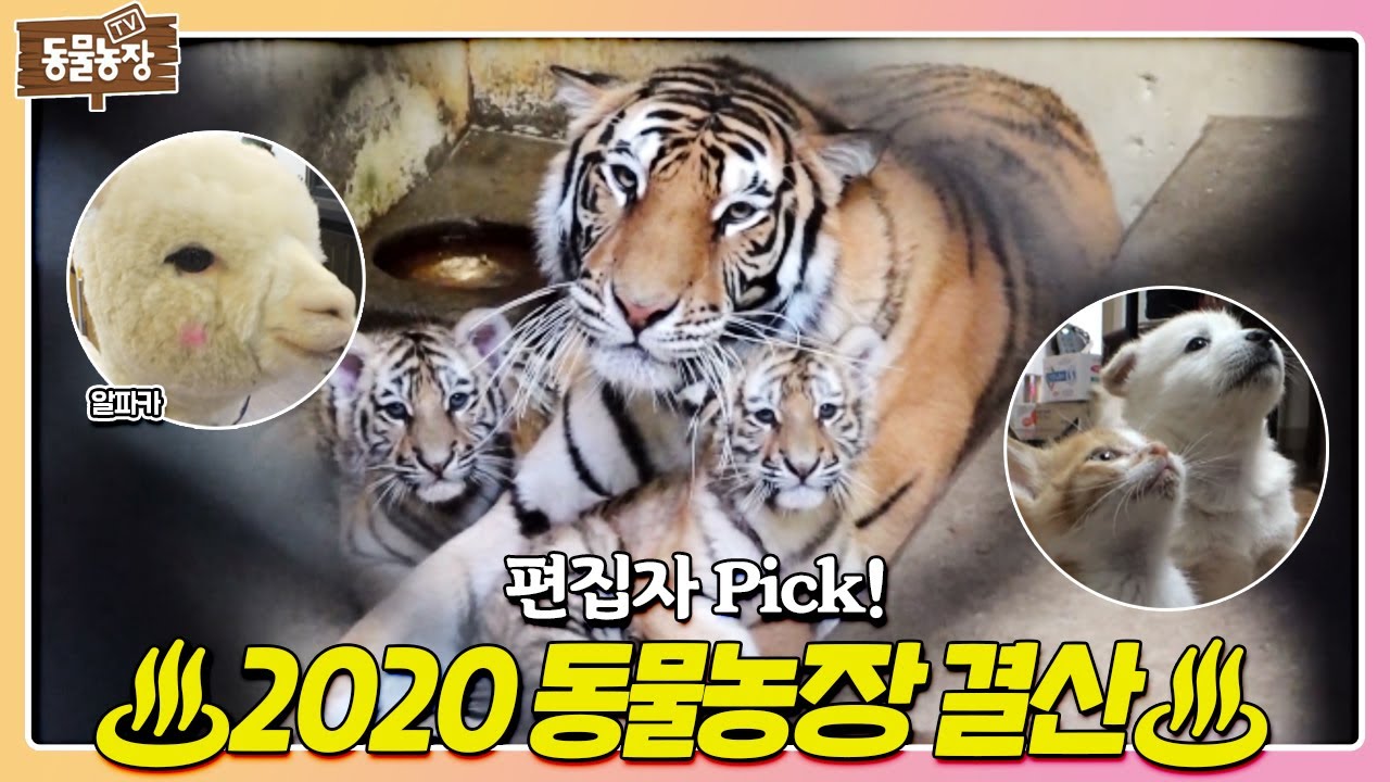 편집자 사심 듬~뿍 담긴 ★2020년을 빛낸 동물 총 결산★ I TV동물농장 (Animal Farm) | SBS Story