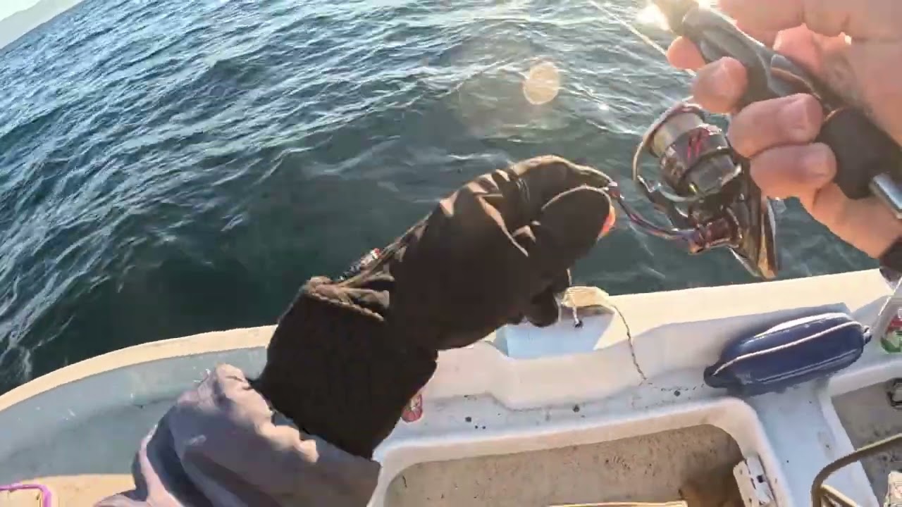Μικρά ψάρια, ΜΕΓΑΛΗ απόλαυση