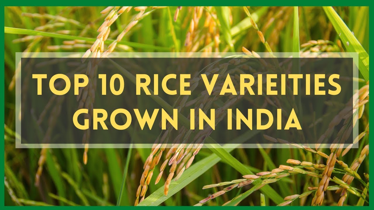 Top 10 Rice Varieties Grown in India | Best Types of Rice Grown in India Agriculture and Technology