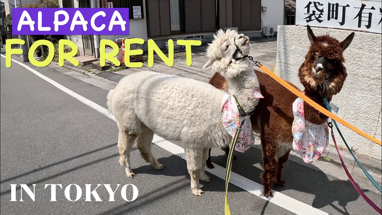 Tokyo cutest animal cafe and alpaca rental shop