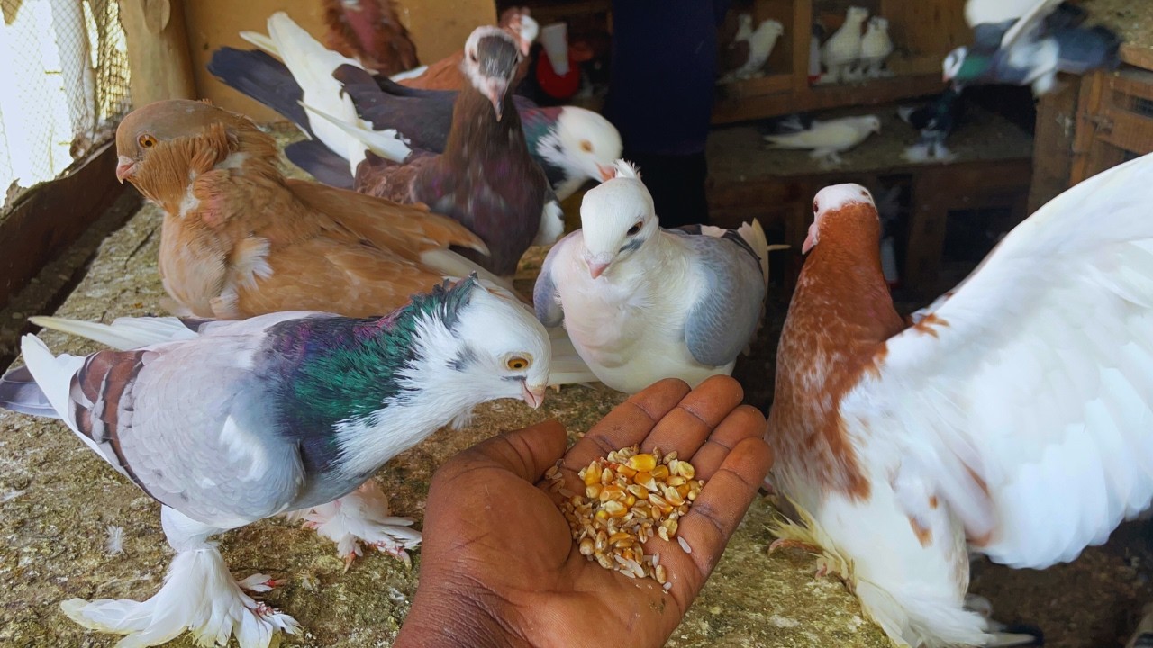 How to feed Pigeons for meat eggs and poultry business
