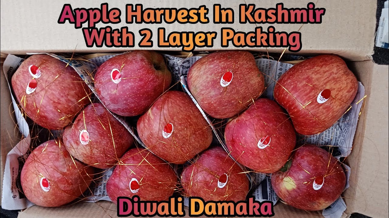 Apple packing In Kashmir|2 Layer Apple Packing|Apple Production Line| Only On Diwali Festival|Apple