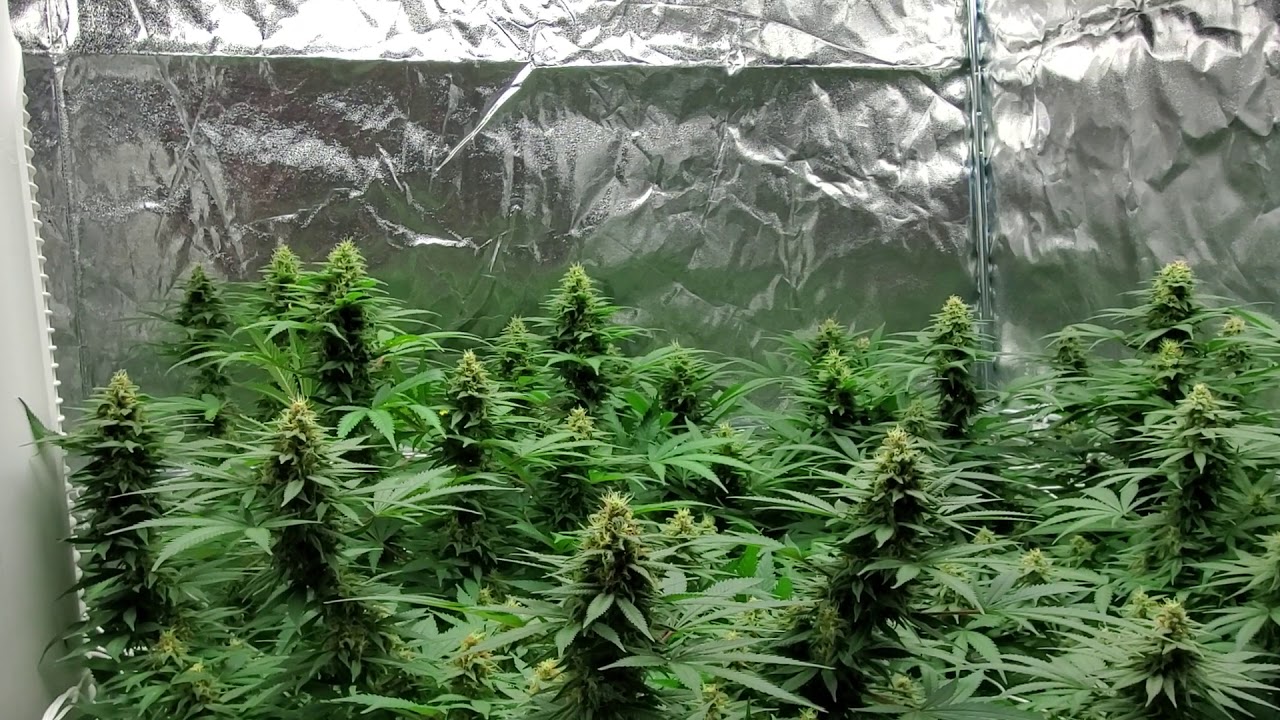 Growing baseball bat size colas