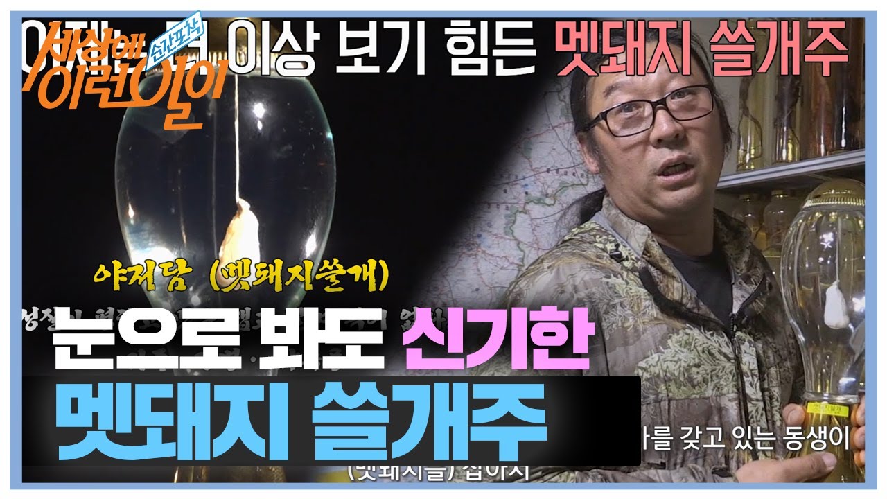멧돼지 쓸개주까지 보유한 담금주 2,000병 사나이!  #순간포착세상에이런일이 #WhatonEarth #SBSstory
