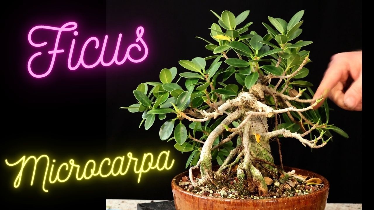 Ficus Microcarpa 8 year old  cutting. Ficus Bonsai Tree