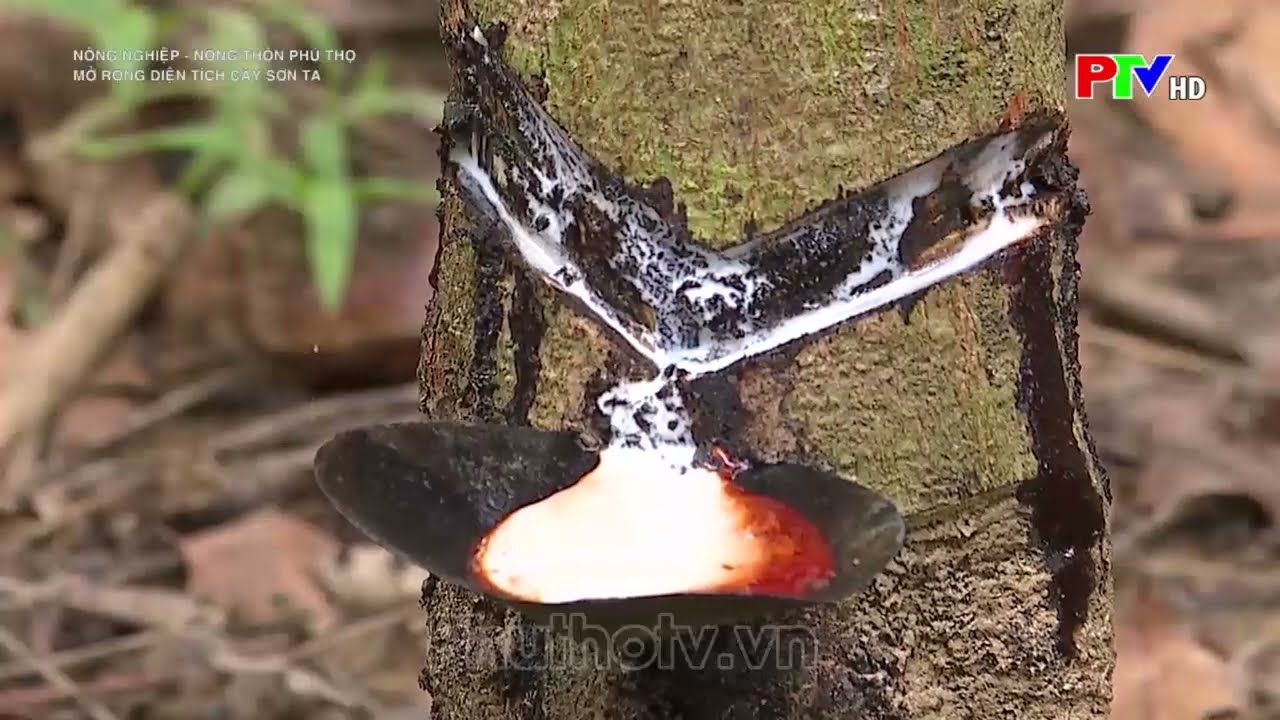 L&agrave;m gi&agrave;u từ m&ocirc; h&igrave;nh trồng c&acirc;y sơn ta|N&ocirc;ng nghiệp Ph&uacute; Thọ