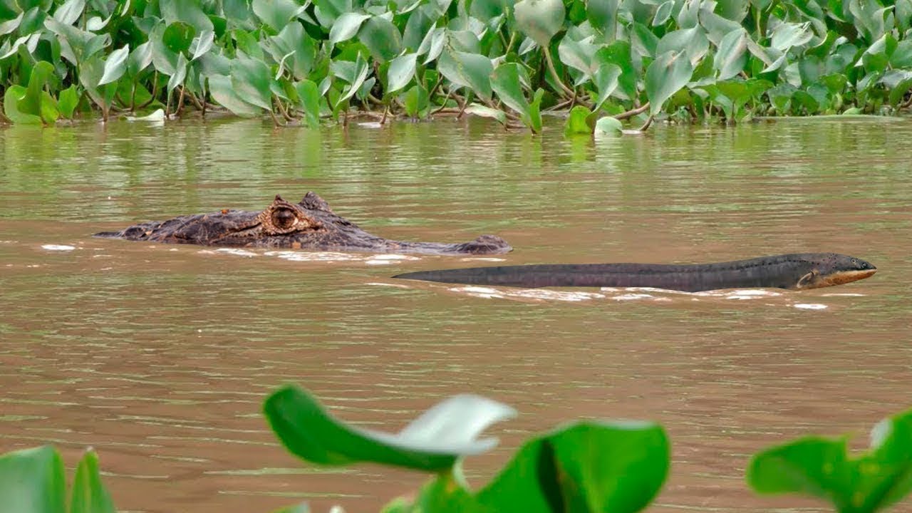 Electric fish mercilessly kills alligator with shock! Unbelievable!